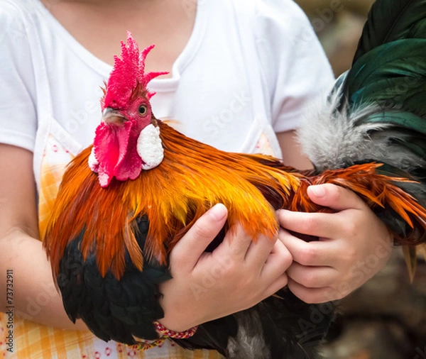 Fototapeta Child's hand hugging rooster