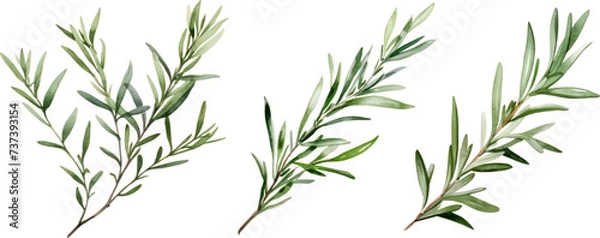 Obraz Rosemary herb plant watercolor illustration isolated on white transparent background.