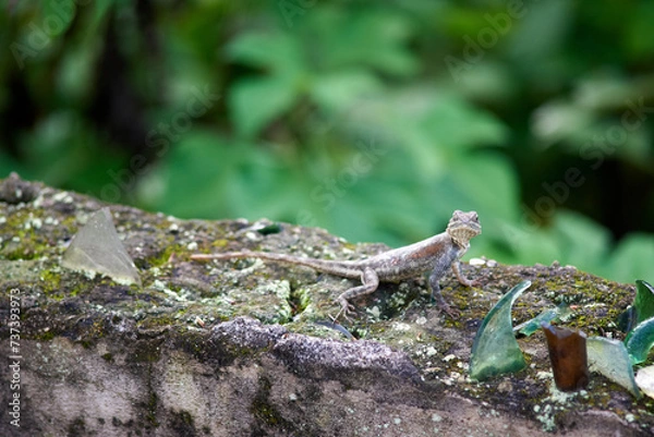 Obraz Lizard on a wall in Cameroon
