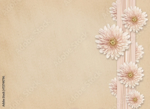 Obraz Aster flowers on pink background