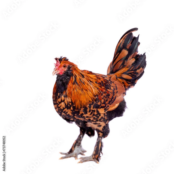 Obraz Pavlovian breed Rooster on white