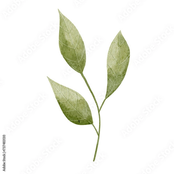 Obraz Watercolor spring leave on white background