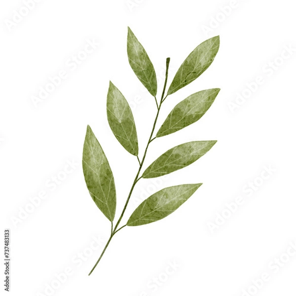 Obraz Watercolor spring leave on white background
