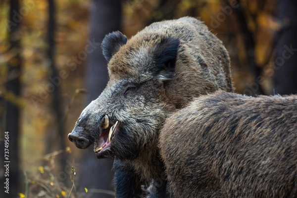 Obraz Starker Keiler im Angriff