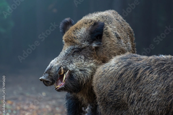 Obraz Keiler mit Bache (Schwarzwild)