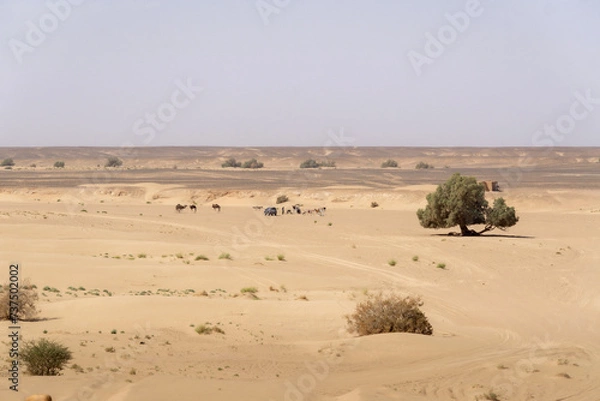 Fototapeta trip through Sahara desert in Morocco 