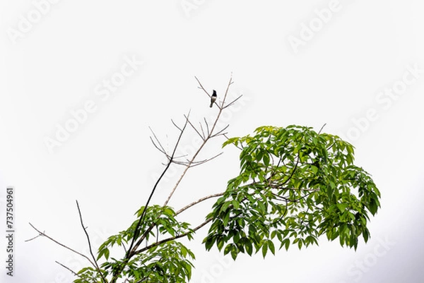 Fototapeta A magpie robin sitting on the tree perch with sky background.