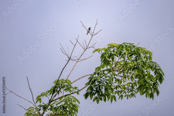 Obraz A magpie robin sitting on the tree perch with sky background.