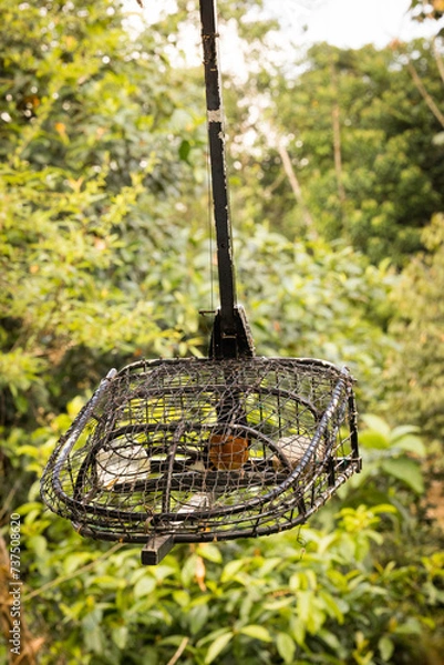 Fototapeta White rumped shama bird in a cage. This bird will be put into this cage and attract others to come to the cage.