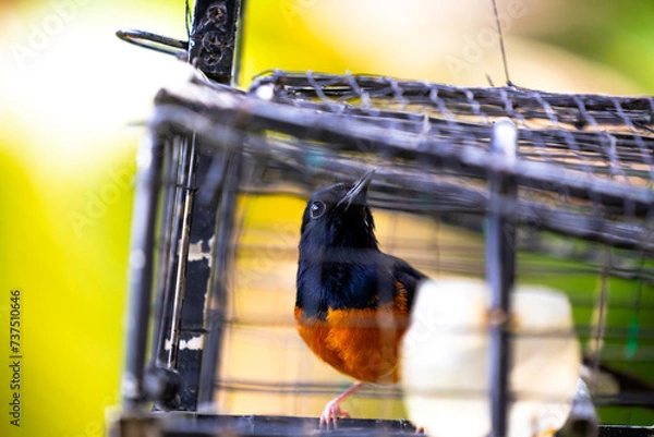 Obraz White rumped shama bird in a cage. This bird will be put into this cage and attract others to come to the cage.