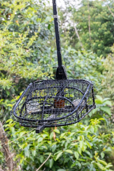 Fototapeta White rumped shama bird in a cage. This bird will be put into this cage and attract others to come to the cage.