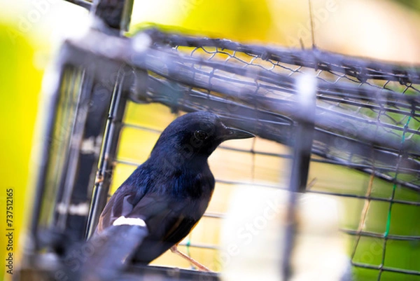 Obraz White rumped shama bird in a cage. This bird will be put into this cage and attract others to come to the cage.