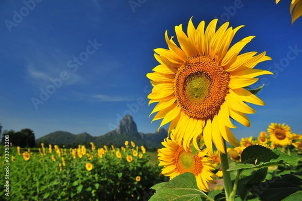 Obraz Sunflowers with Blue Sky Backgrounds 