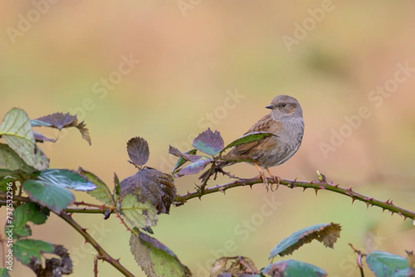 Obraz heckenbraunelle prunella modularis