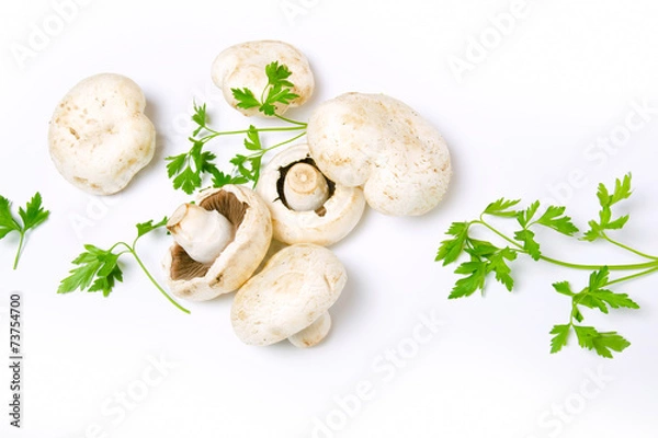 Obraz white champignon