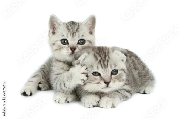 Obraz cute kittens