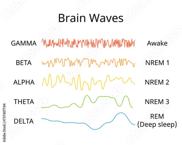 Fototapeta sleep circle with sleep stage to show different brain wave of each stage