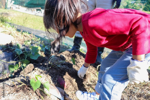 Obraz 秋に畑で芋掘りの収穫の農業体験をする子供