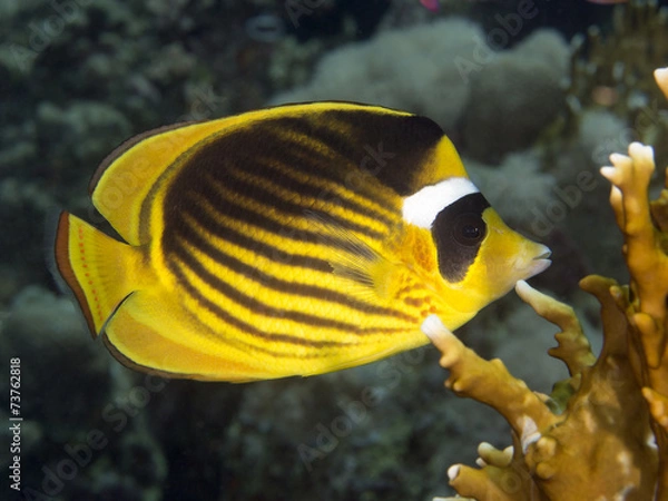 Obraz Coral fish Diagonal butterflyfish