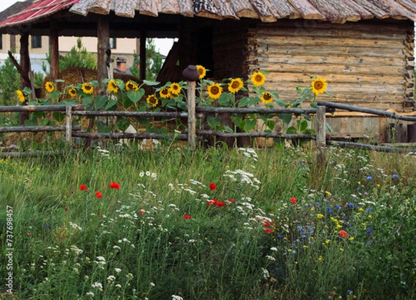 Obraz Rural landscape. White yarrow, red poppies, blue cornflowers in green grass. In the background, a fence with an earthenware jug and yellow sunflowers against the backdrop of a wooden house.