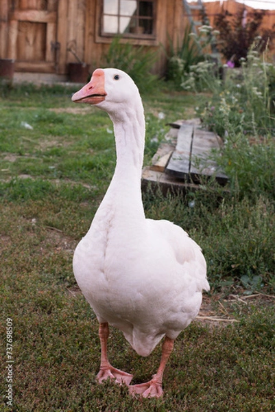Fototapeta Portrait of a white goose with red paws and blue eyes against the background of green grass of a village yard.