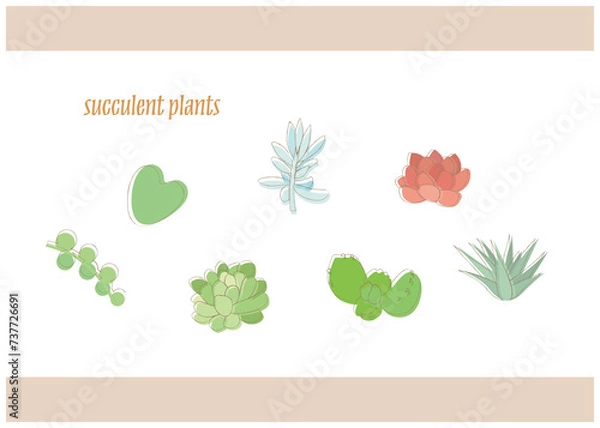 Fototapeta succulent plants
