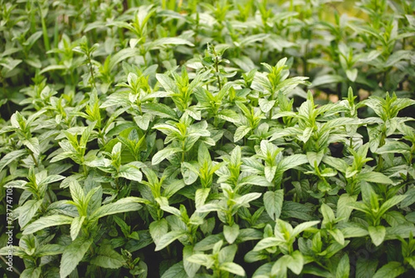 Obraz Green Mint Plant Grow Background.