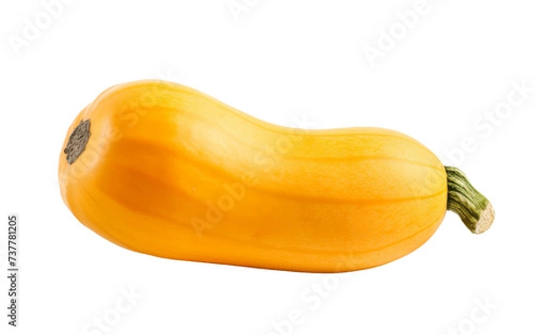 Obraz Whole Butternut Squash with Copy Space on white background