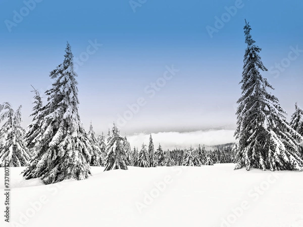 Fototapeta snow covered trees