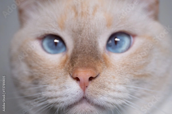 Obraz Portrait of a light gray cat with gray eyes and a wet nose in sharpness.