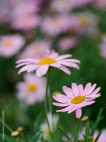 Fototapeta 花壇のピンクのマーガレット