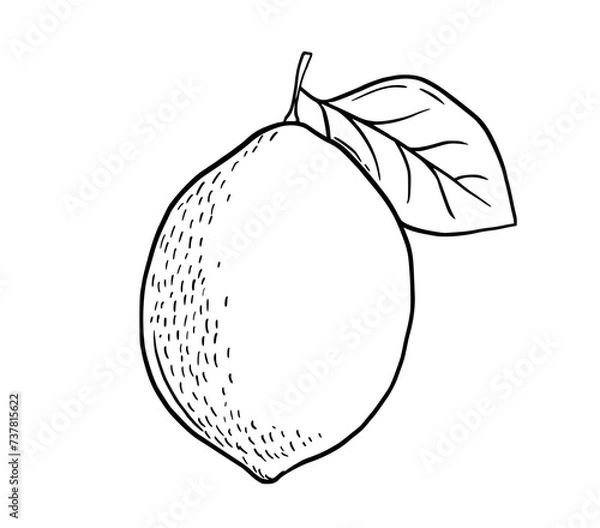 Fototapeta Hand drawn etching lemon with leaf. Fruit in sketch style, whole fresh citrus. Vector black and white drawing isolated