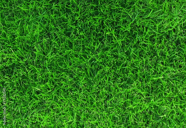 Fototapeta Green grass texture