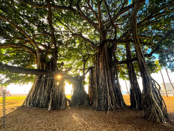 Fototapeta Banyan tree in Hawaii. Mesmerising and tall banyan tree on Oahu Island in Hawaii. Huge tree trunks and clear and fresh green leaves. Beautiful nature of this volcanic landscapes.