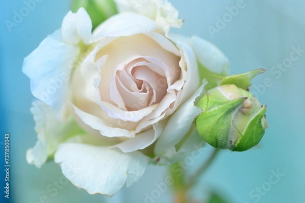 Obraz バラ　ローズローブドールのアップ