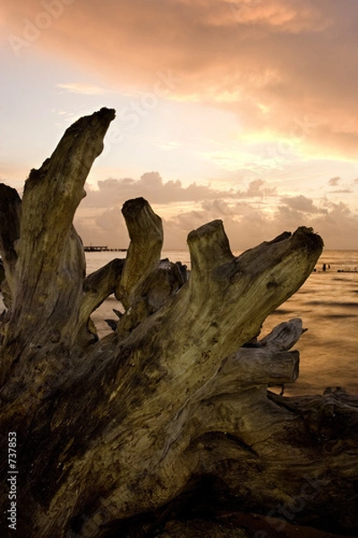 Obraz driftwood at dawn