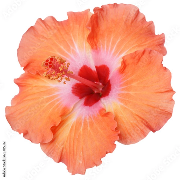 Obraz Hibiscus