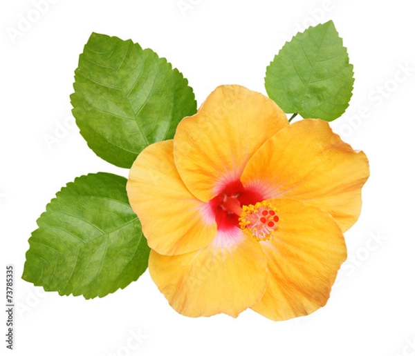 Obraz Hibiscus