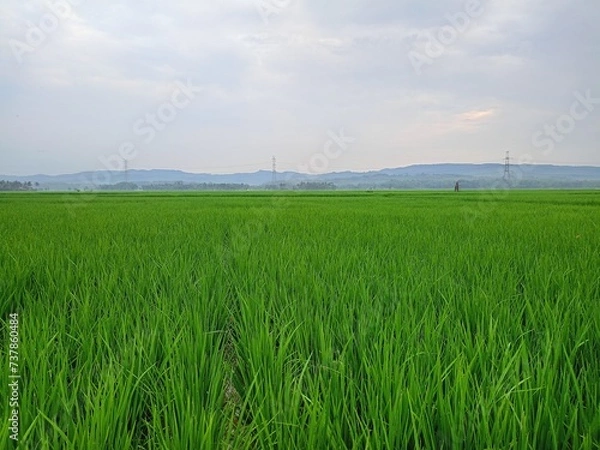 Obraz wind turbines in field