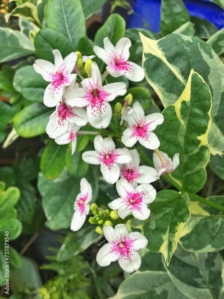 Fototapeta Abstract photo of the false eranthemum flower (Pseuderanthemum carruthersii) is an evergreen small shrub of the family Acanthaceae.