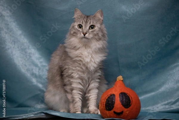 Obraz cat with pumpkin