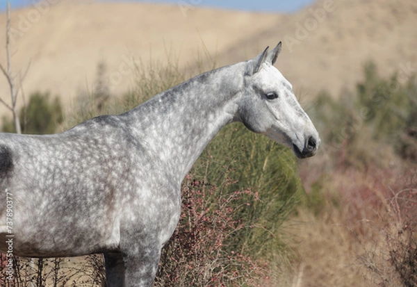 Obraz white horse in the field