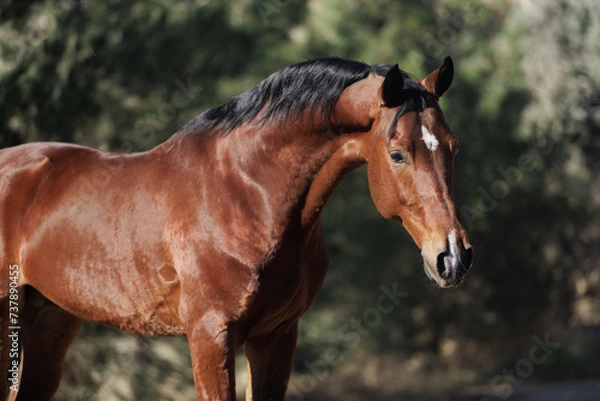Obraz portrait of a horse