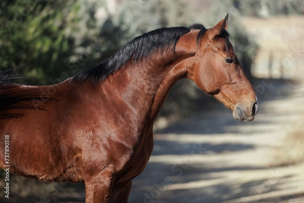 Obraz portrait of a horse