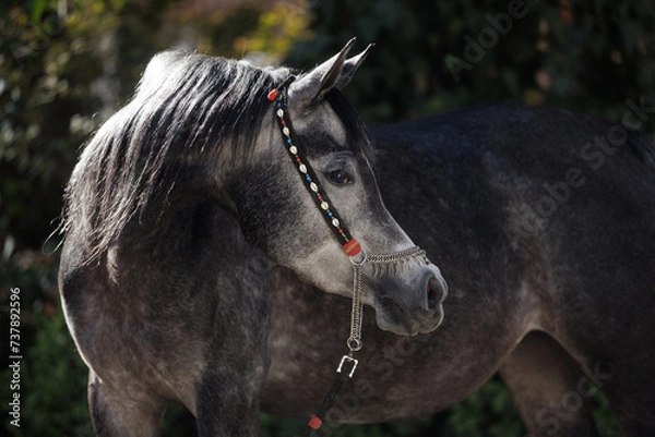 Obraz portrait of a horse