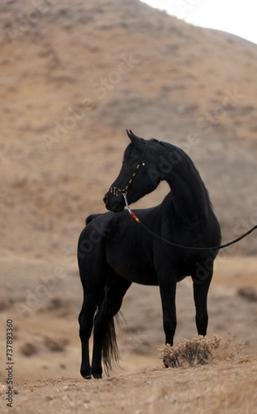 Obraz horse on the beach
