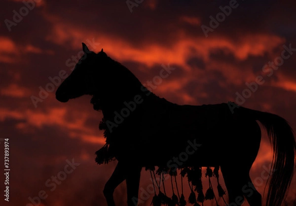 Obraz horse at sunset