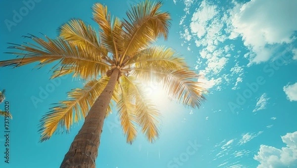 Fototapeta palm tree and clear blue sky
