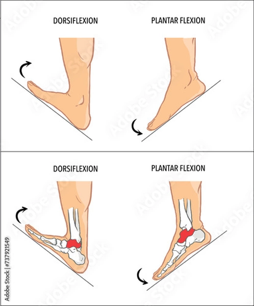 Obraz Plantar flexion dorsiflexion anatomical terms vector image
