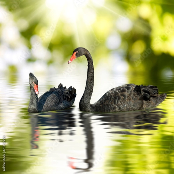 Fototapeta two black swans on the water